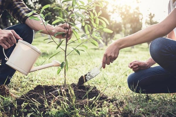 12 توصیه مهم برای کاشت درخت به روش اصولی