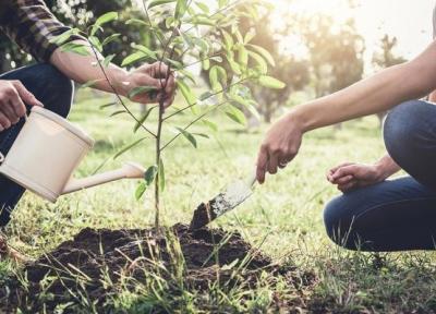12 توصیه مهم برای کاشت درخت به روش اصولی