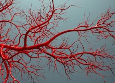 روش نوین برای ساخت رگ های خونی ابداع شد